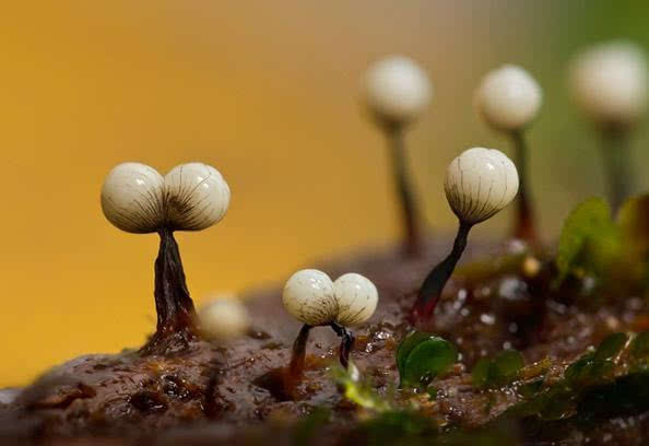 水晶灯火灵怎么进化_水晶灯火灵_水晶灯火灵配招