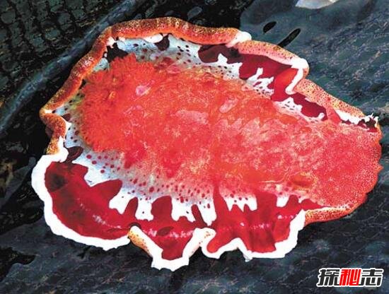尼斯湖怪_重庆万蛇齐聚怪湖_尼斯到圣十字湖