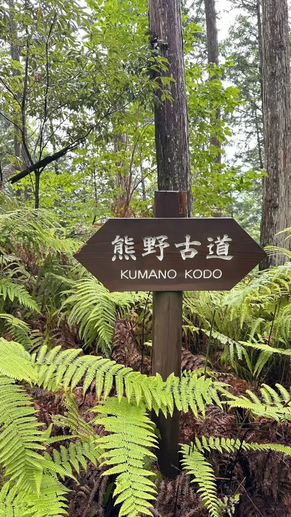 伊邪那岐和伊邪那美_伊邪纳岐伊邪那美_伊邪那岐和伊邪那美是什么关系