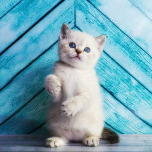 头像猫猫可爱_头像猫咪图片可爱情侣_头像猫咪图片可爱