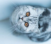 头像猫猫可爱_头像猫咪图片可爱_头像猫咪图片可爱情侣