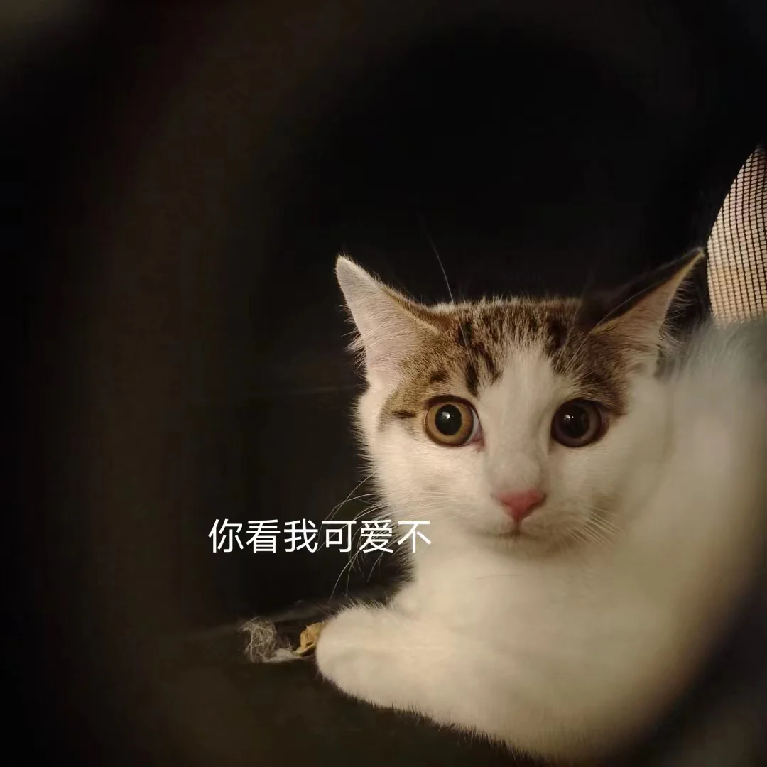 家喵二三事_家喵二三事_家喵二三事